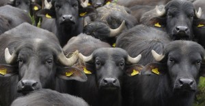 Wasserbueffel (Bubalus) stehen am Montag (07.05.12) dicht gedraengt auf einer Wiese in der Naehe von Kloster Zinna. Steigende Temperaturen und dichte Wolken bestimmen in den kommenden Tagen das Wetter in Deutschland. Am Dienstag (08.05.12) scheint zwischen Ostsee und Bayern meist die Sonne, und es bleibt trocken, wie der Deutsche Wetterdienst am Montag in Offenbach mitteilte. Sonst ist es zunaechst noch aufgeheitert, spaeter ziehen dichtere Wolken auf und im Westen faellt nachmittags Regen. Die Hoechstwerte liegen zwischen 18 bis 23 Grad. Foto: Theo Heimann/dapd